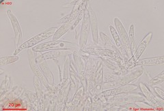 Fuscolachnum misellum