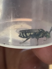 Triepeolus utahensis