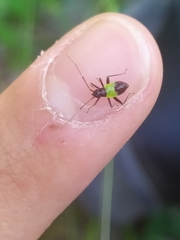 Closterotomus