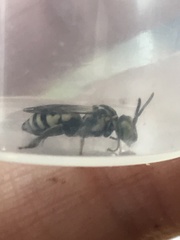 Triepeolus utahensis