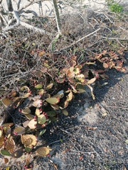 Opuntia decumbens