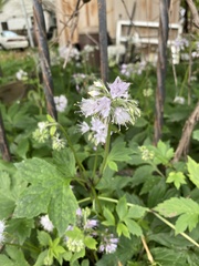 Hydrophyllum virginianum