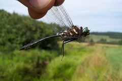 Somatochlora elongata