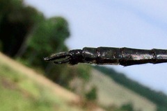 Somatochlora elongata