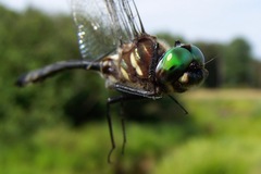 Somatochlora elongata