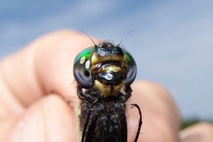 Somatochlora elongata