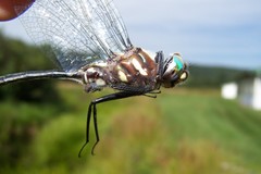 Somatochlora elongata