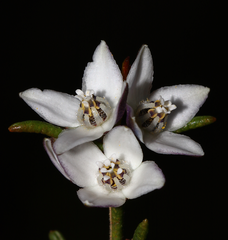 Cyanothamnus subsessilis