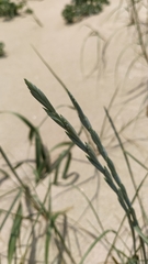 Elymus farctus