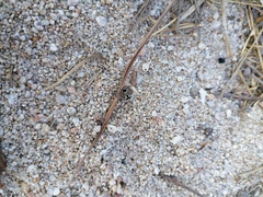 Dasymutilla arachnoides