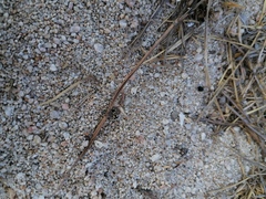 Dasymutilla arachnoides