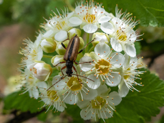 Cortodera longicornis