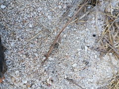 Dasymutilla arachnoides