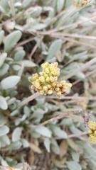 Eriogonum saxatile