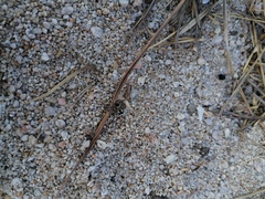 Dasymutilla arachnoides