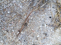 Dasymutilla arachnoides