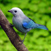 Blue-gray Tanager - Photo (c) Ross Millikan, some rights reserved (CC BY-NC), uploaded by Ross Millikan