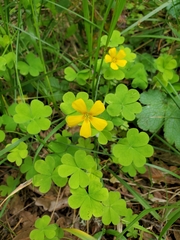 Oxalis suksdorfii