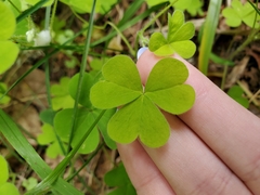 Oxalis suksdorfii