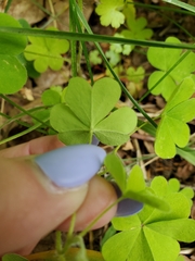 Oxalis suksdorfii