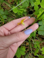 Oxalis suksdorfii
