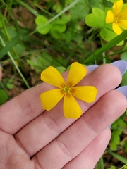 Oxalis suksdorfii