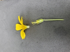 Oxalis suksdorfii
