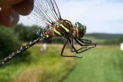 Aeshna umbrosa umbrosa