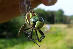 Aeshna umbrosa umbrosa