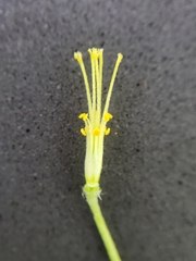 Oxalis suksdorfii