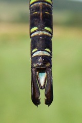 Aeshna umbrosa umbrosa