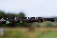 Aeshna umbrosa umbrosa