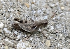 Melanoplus ponderosus