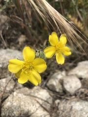 Mentzelia gracilenta