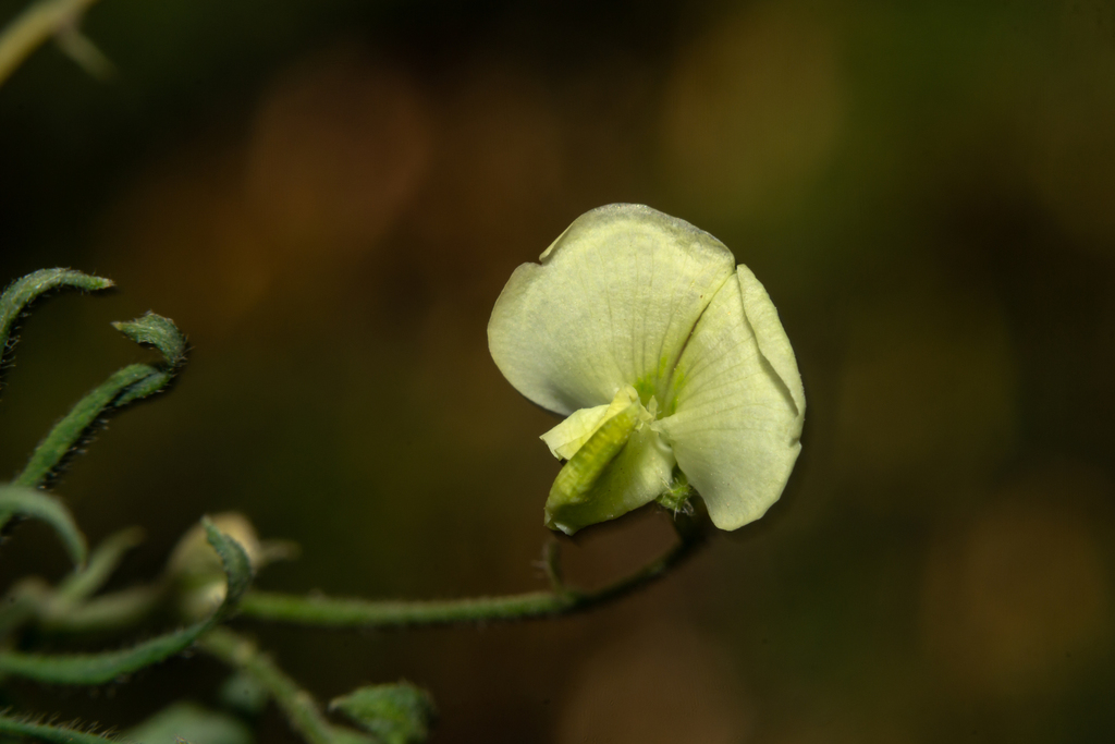 Coursetia hassleri