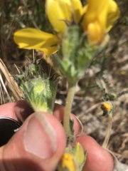 Mentzelia gracilenta