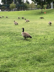 Branta canadensis