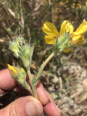 Mentzelia gracilenta