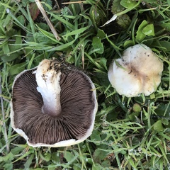 Agaricus micromegethus
