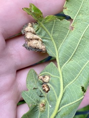 Neuroterus quercusirregularis