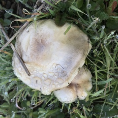 Agaricus micromegethus