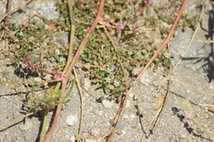 Mollugo verticillata