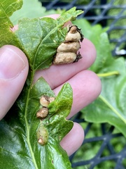 Neuroterus quercusirregularis