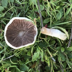 Agaricus micromegethus