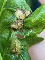 Neuroterus quercusirregularis