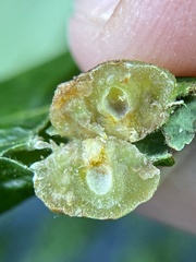 Neuroterus quercusirregularis