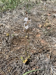 Lithophragma tenellum