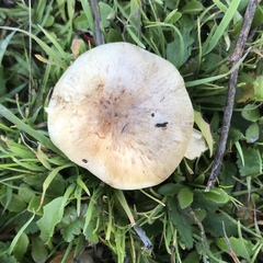 Agaricus micromegethus