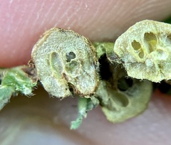 Neuroterus quercusirregularis