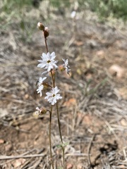 Lithophragma tenellum